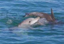image of animal
