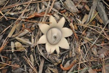 image of earthstar