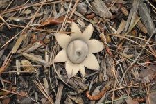 image of earthstar #28