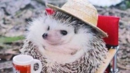 image of hedgehog