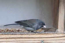 image of junco #20