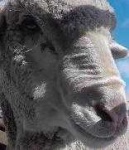 image of animal