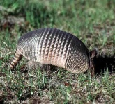 image of armadillo