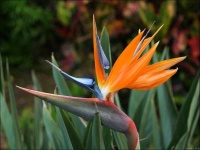 image of flower