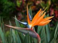 image of bird_of_paradise_flower #58