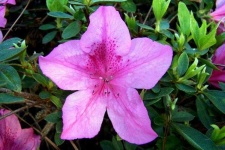 image of azalea #15