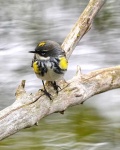image of warbler