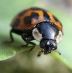 image of ladybug