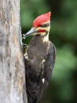 image of animal