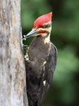 image of woodpecker #30