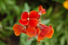 image of flower
