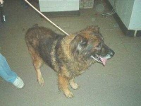 image of leonberg