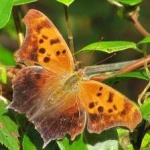 image of animal