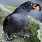 image of bird