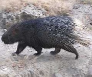 image of porcupine
