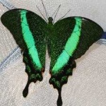 image of animal