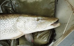 image of barracouta