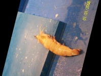 image of fish
