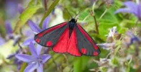 image of animal