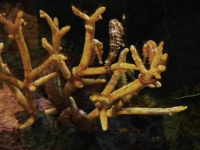 image of animal
