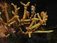 image of seahorse #34