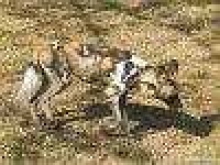 image of african_hunting_dog
