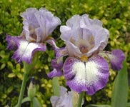 image of bearded_iris #48