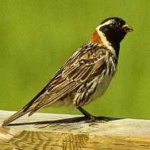 image of bird