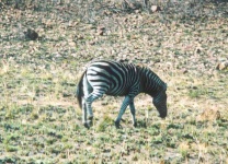 image of zebra #20