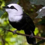 image of bird
