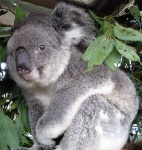 image of koala