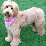 image of animal