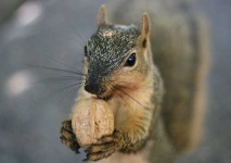 image of fox_squirrel