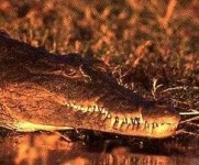 image of animal