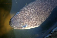 image of eel