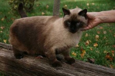 image of siamese #7