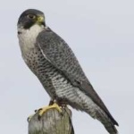 image of bird