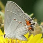 image of animal