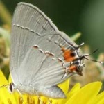 image of hairstreak #17