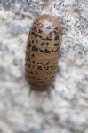 image of isopod