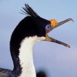 image of bird
