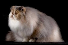 image of titi