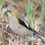 image of bird