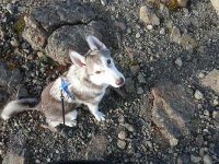 image of siberian_husky