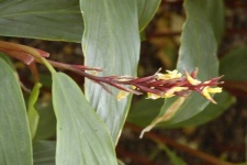 image of flower