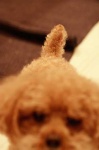 image of toy_poodle #2