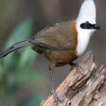 image of bird