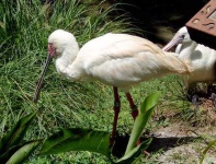 image of spoonbill