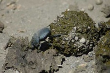 image of dung_beetle