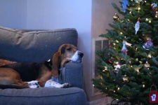 image of basset_hound #23